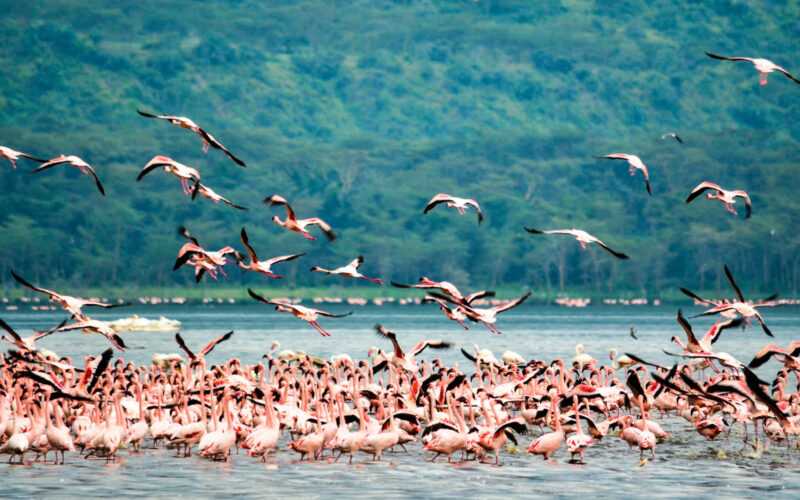 A flock of flamingos in Lake Nakuru, Kenya.